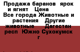 Продажа баранов, ярок и ягнят › Цена ­ 3 500 - Все города Животные и растения » Другие животные   . Дагестан респ.,Южно-Сухокумск г.